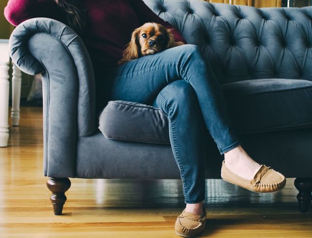 Person enjoys a quiet moment sitting on a comfortable couch with a small dog on their lap. This image is perfect for conveying a sense of relaxation, home comfort, pet companionship, and leisure time. Ideal for lifestyle blogs, interior design promotions, pet-friendly articles, or advertising comfy home furniture.