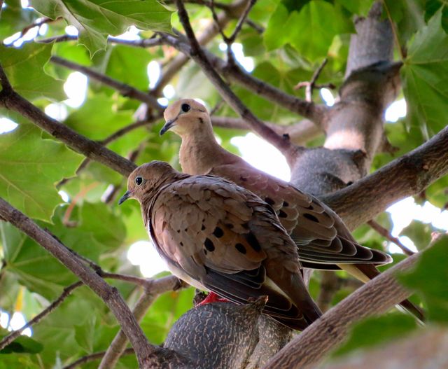 This image depicts two mourning doves on a tree branch amidst green foliage. Ideal for nature and wildlife articles, bird watching guides, outdoor and environmental themes, and educational materials related to birds.