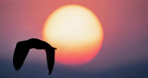 Silhouette of Bird Gliding as Sun Sets Over Sea