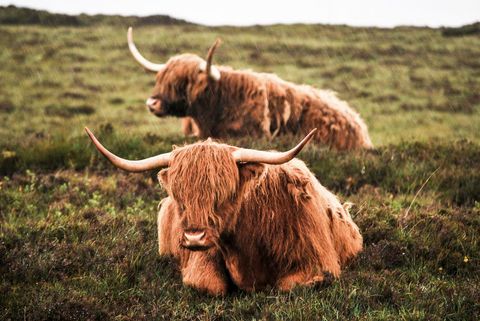 Highland Cows Resting on Green Pasture in Scenic Countryside