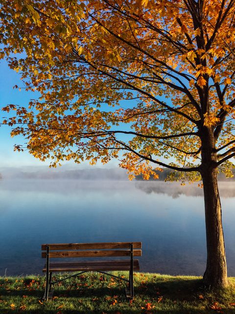 Peaceful autumn morning scene with empty bench under tree by the lake. Stunning fall colors reflecting on calm water, perfect for emphasizing tranquility and nature's beauty. Ideal for use in seasonal content, relaxation, serenity, rest, or wellness themes.