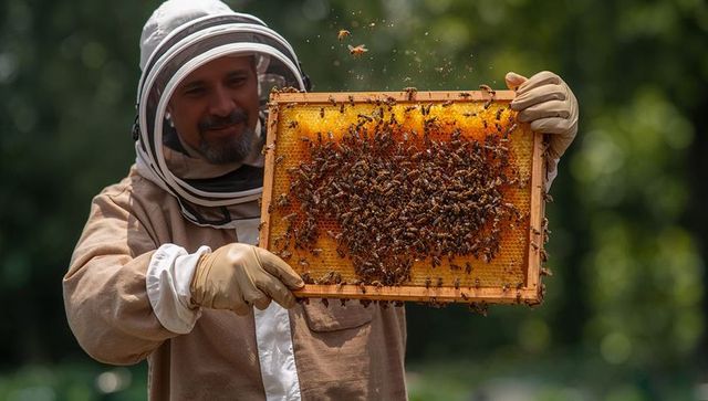 Beekeeper inspecting honeycomb frame covered with bees in sunny garden