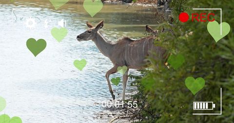 Antelope by river enhancing wildlife adventure digital art