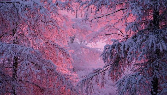 Magenta alpenglow through snow-laden forest: framed frosty branch tunnel at sunrise
