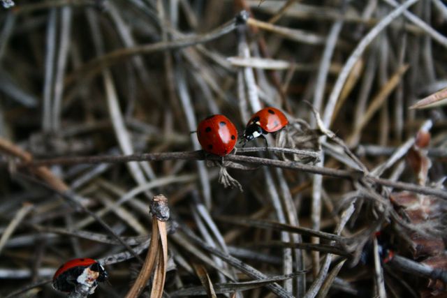 Close-up showing multiple ladybugs sitting on dry, intertwined twigs showcasing natural habitat of these red insects. Can be used for educational materials, nature articles, biodiversity projects, or insect identification guides.