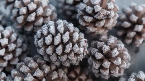 Pulling back revealing frosted pine cones on grey tabletop with soft studio lighting