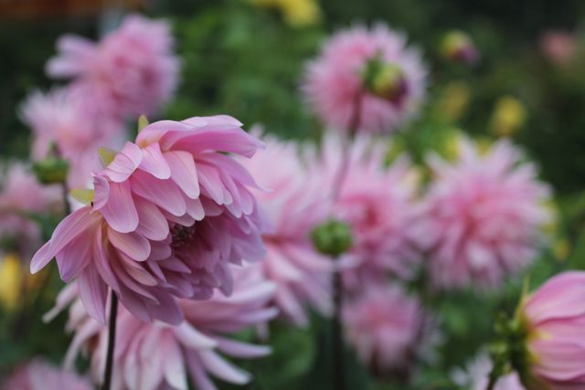 Close-Up of Blooming Pink Dahlias in Garden - Download Free Stock Photos Pikwizard.com