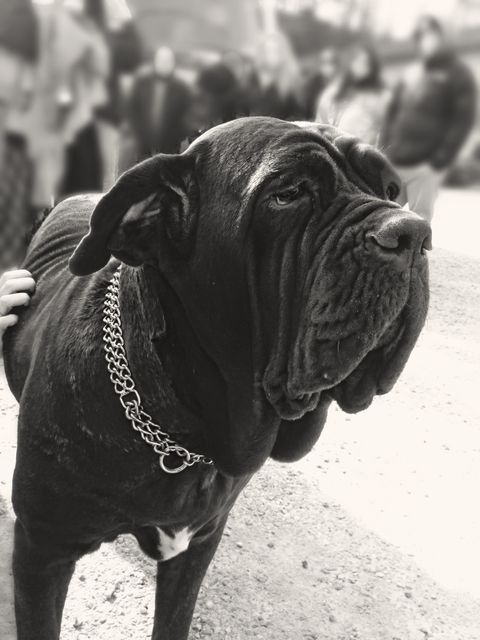 Majestic black mastiff standing neutrally outdoors. The dog is wearing a thick chain collar, giving an impression of strength and loyalty. Use this image for pet-related content, highlighting dog breed facts, or in articles about animal care.