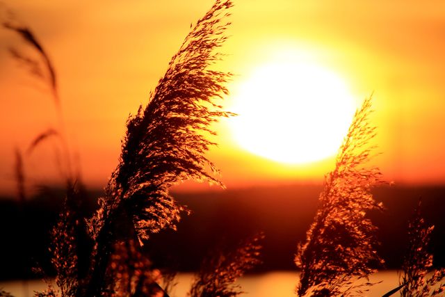 Sunset with brilliant golden sun shining over silhouetted grass in foreground. Can be used for nature-related projects, website backgrounds, or peaceful, serene atmosphere themes.