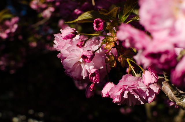 Photo features a detailed close-up of vibrant pink cherry blossom flowers in full bloom. The delicate petals and contrasting foliage make this a perfect representation of spring's beauty and natural elegance. Ideal for use in floral-themed projects, nature calendars, garden blogs, or any design requiring visual appeal and tranquility.