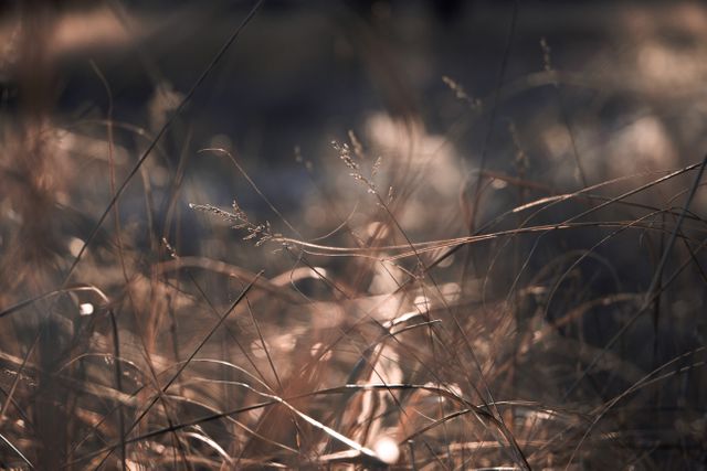 A close-up of dry grass illuminated by sunlight in a natural field. Ideal for backgrounds, nature-themed designs, and seasonal projects showcasing autumn vibes. Can be used in blog posts about nature, outdoor activities, or environmental conservation.