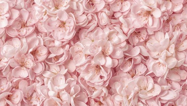 Soft pink cherry blossom macro background, layered petals with dew and delicate stamens