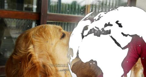 Golden retriever peering through wet glass with white globe overlay and hand in red sleeve