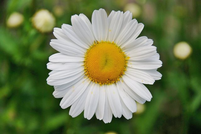 Close-up of Blooming White Daisy with Yellow Center in Garden - Download Free Stock Photos Pikwizard.com