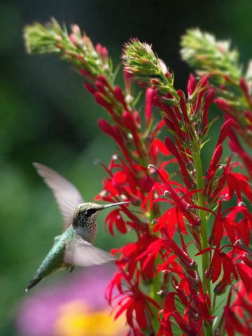 A hummingbird gracefully hovering near vibrant red Lobelia flowers, showcasing a moment of nature's beauty and elegance. The blurred green background highlights the detailed, colorful focus of the bird and flowers, emphasizing themes of pollination and wildlife ecology. Ideal for use in wildlife documentaries, gardening magazines, educational materials, and ecological studies, the image captures the wonders of nature and the balance in ecosystems.