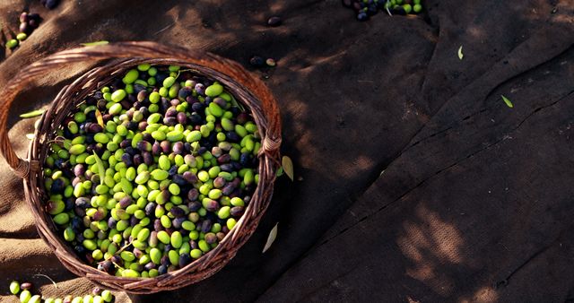 Freshly Harvested Olives in Wicker Basket on Brown Fabric - Download Free Stock Images Pikwizard.com