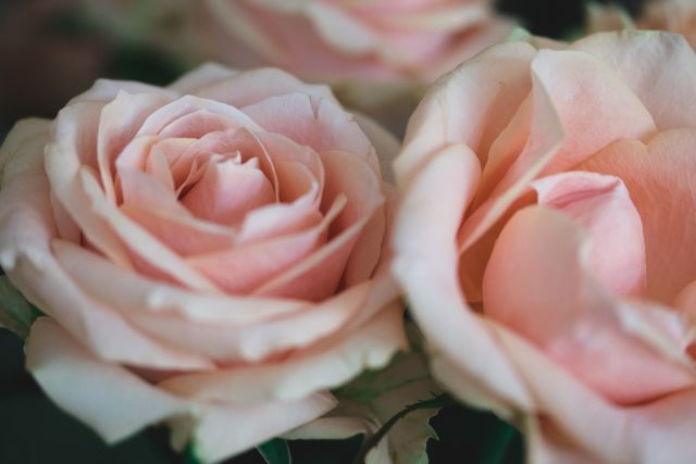 Close-Up of Blooming Pink Roses with Delicate Petals - Download Free Stock Photos Pikwizard.com