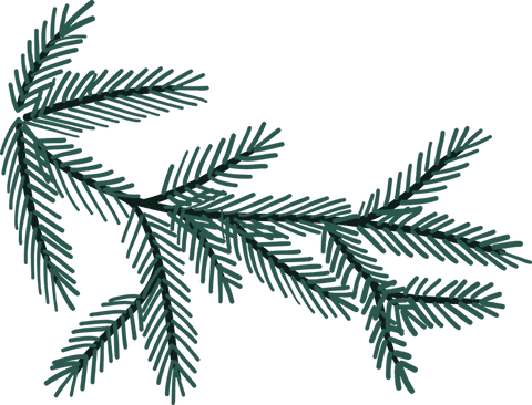 Transparent Flat Evergreen Branch Illustration with Needles