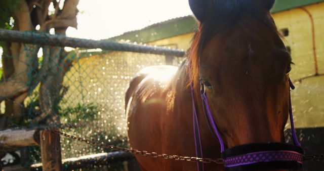 Brown Horse with Purple Bridle Standing Outdoors in Sunlight - Download Free Stock Images Pikwizard.com