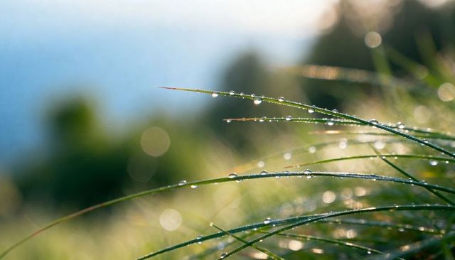 Dew-kissed grass blades glistening at dawn with sparkling bokeh and soft green texture