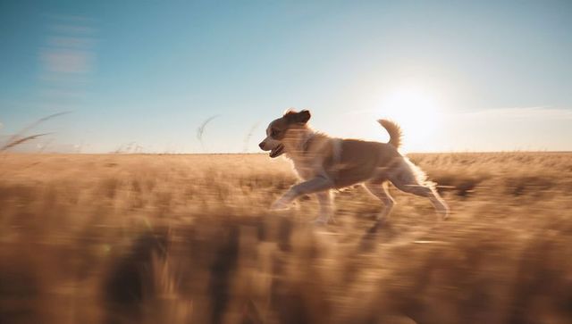 Tan and white dog sprinting through golden prairie grass at low sun backlit motion