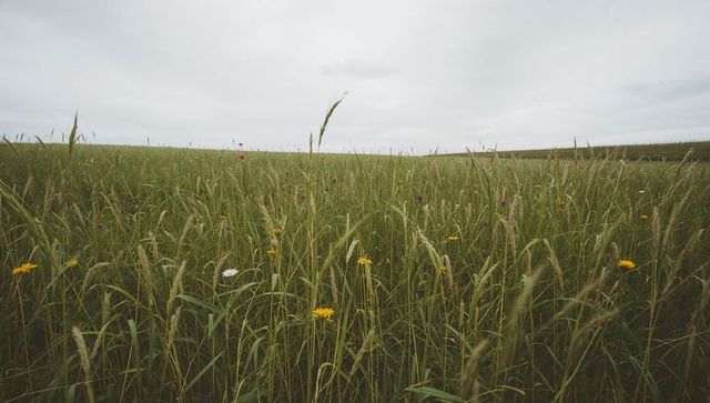 Swaying Tall Grasses and Wildflowers Stretching Across Wind-Swept Overcast Meadow Horizon