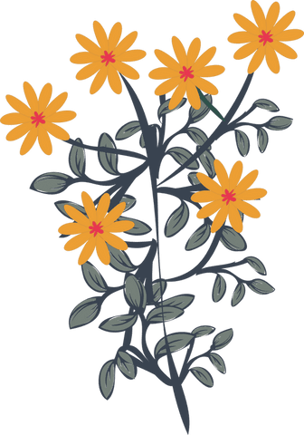 transparent botanical illustration of orange daisies - Download Free Stock Videos Pikwizard.com