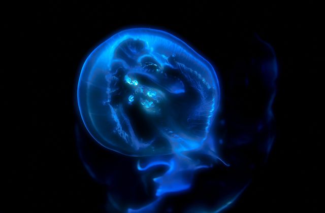 Glowing Jellyfish with Bioluminescence in Black Background - Download Free Stock Photos Pikwizard.com