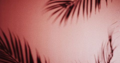 Palm Tree Shadows on Textured Pink Background - Download Free Stock Images Pikwizard.com