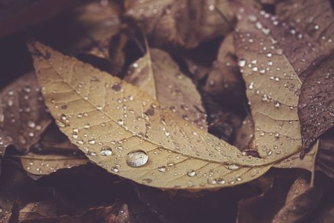 Autumn Leaves with Dew Drops Capturing Seasonal Beauty