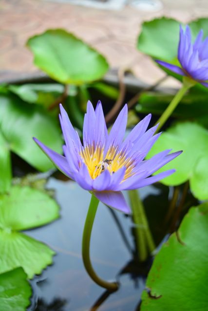 This image showcases vibrant purple water lilies with yellow centers in a serene garden pond surrounded by green leaves. Perfect for use in floral or botanical design projects, nature-themed illustrations, or as a calming background for wellness articles and websites.