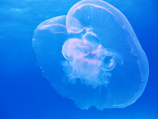 Graceful Jellyfish Floating in Blue Ocean Water - Download Free Stock Photos Pikwizard.com