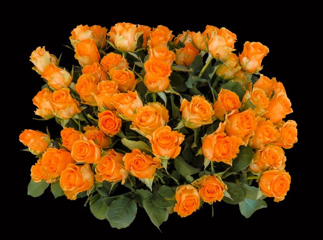 Bouquet of Vibrant Orange Roses with Green Leaves - Download Free Stock Photos Pikwizard.com
