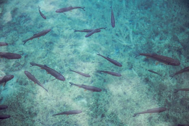 Group of Fish Swimming in Clear Turquoise Water - Download Free Stock Photos Pikwizard.com