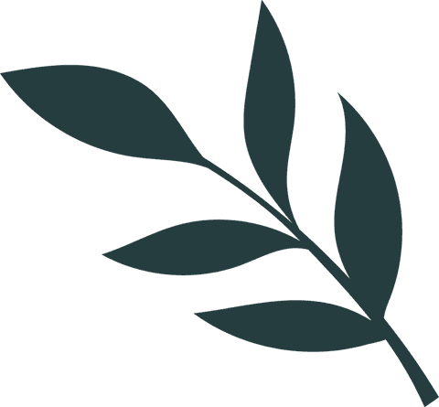 Minimalist Botanical Branch with Elongated Leaves on Transparent Background - Download Free Stock Videos Pikwizard.com
