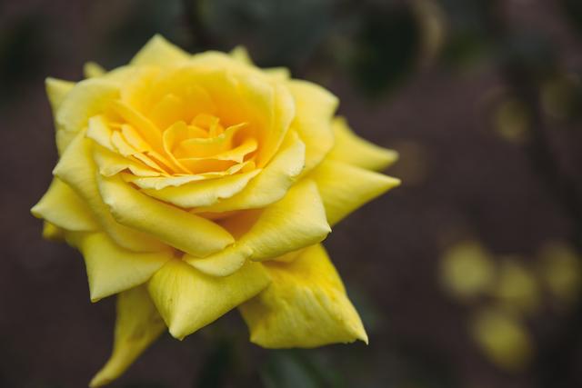 Detailed close-up of a vibrant yellow rose, perfect for use in nature-themed projects, gardening websites, floral decorations, or as a background for inspirational quotes.