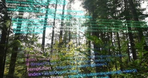 Ethereal code overlay floating through sunlit conifer forest canopy with glowing ferns