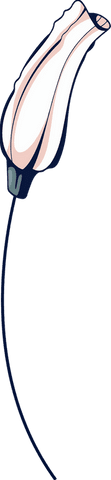 Transparent floral bud illustration on slender curved stem