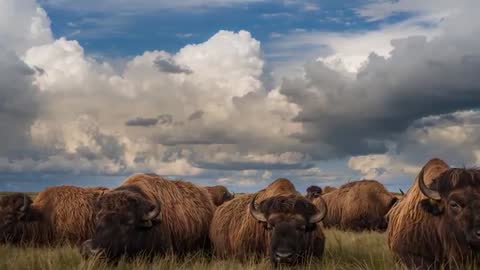 Herd of shaggy bison moving through tall grass under dramatic storm cloudscape