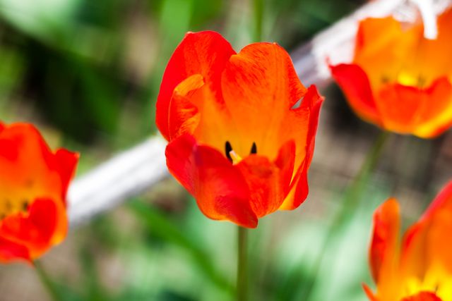 Bright red tulips blooming in a spring garden. Perfect for nature and gardening themes, floral wallpapers, and springtime promotions.