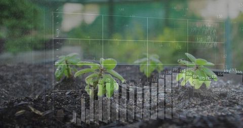 Seedlings sprouting from moist soil with digital analytics overlay for smart farming