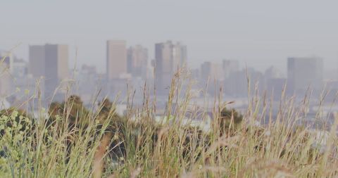 Grasses in Focus with Cityscape Backdrop at Sunrise - Download Free Stock Images Pikwizard.com