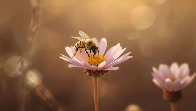Honeybee Collecting Pollen on Pale Pink Daisy in Sunlit Meadow with Golden Bokeh