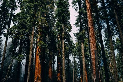 Majestic Redwoods Rising in Serene Forest