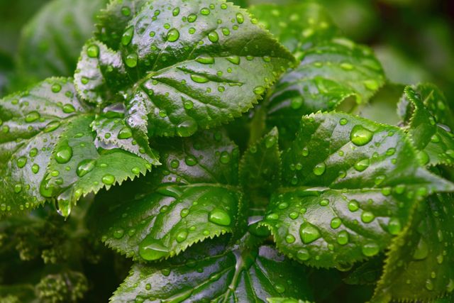 Various green plant leaves covered in fresh water droplets. Ideal for nature-themed projects, environmental content, or illustrating freshness and natural beauty.