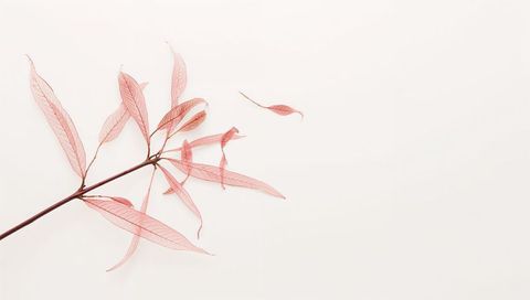 Delicate blush branch with translucent pink leaves on minimalist pale backdrop