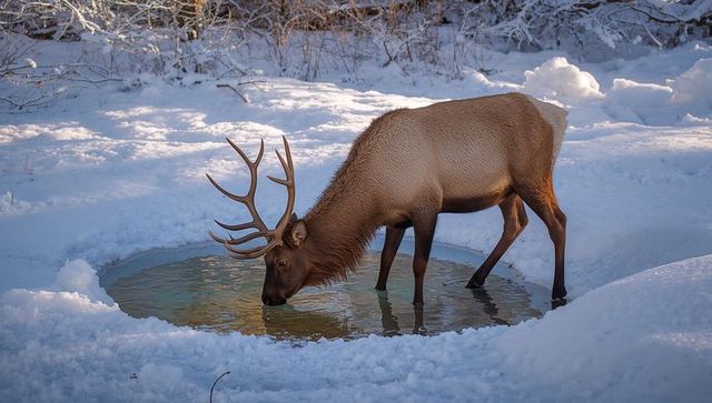 Bull elk drinking from snow-filled pond in winter forest with antlers, reflections and ripples