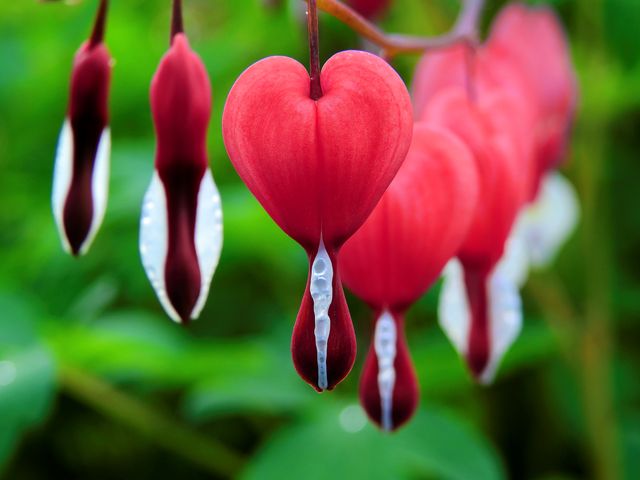 Vivid close-up of red bleeding heart flowers showcasing their delicate beauty against a blurred green background. Ideal for use in gardening publications, floral-themed designs, and nature-related content. Perfect for spring season presentations and nature blogs highlighting garden aesthetics.