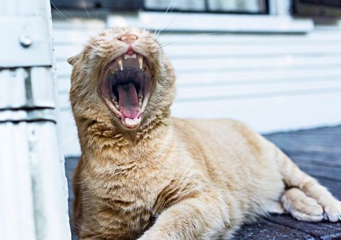 Yawning ginger cat relaxing outdoors