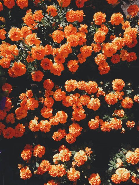 Close-Up of Vibrant Orange Marigold Flowers in Bloom - Download Free Stock Photos Pikwizard.com